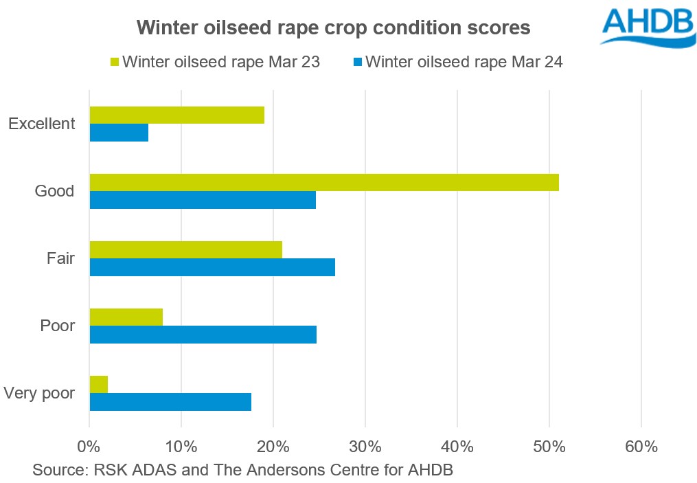 Chart showing winter oilseed rape crop condtion scores as of March 2024